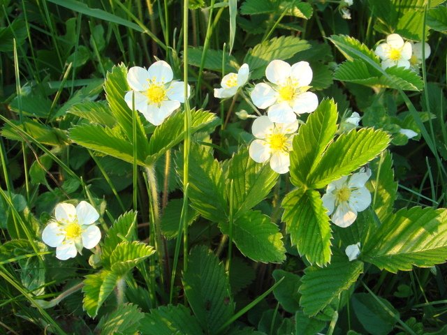 Fragaria vesca